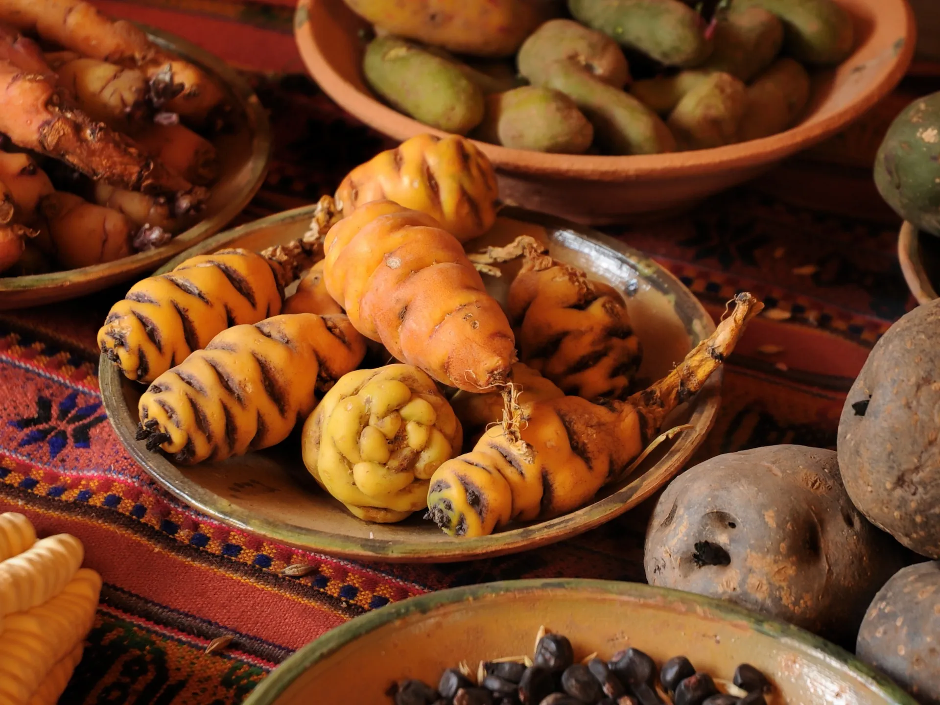 【農業体験@神奈川】なぜアンデスの民は4000種もじゃがいも...