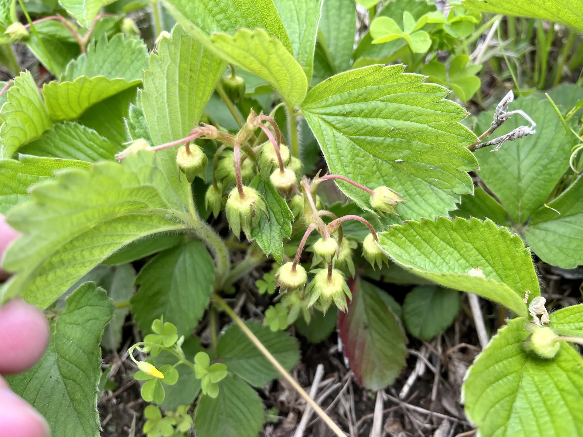 【農と生き方】夢を叶える人とメディアの奴隷
